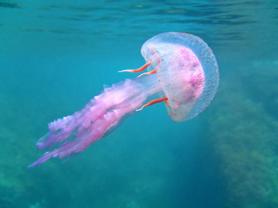 a jellyfish