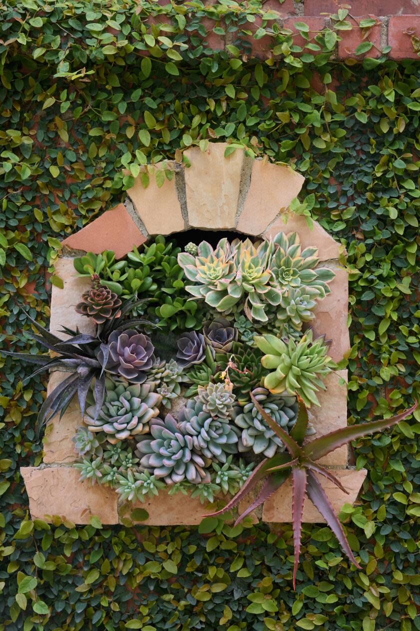 Succulents in a brick niche surrounded by a climbing vine