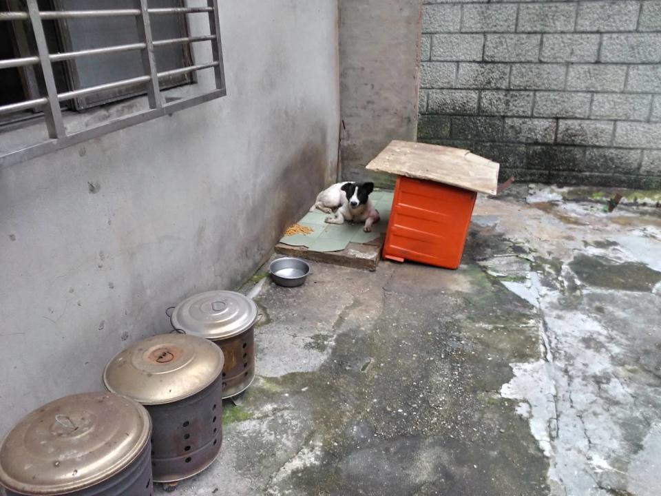 不擬續養犬隻飼養於戶外。