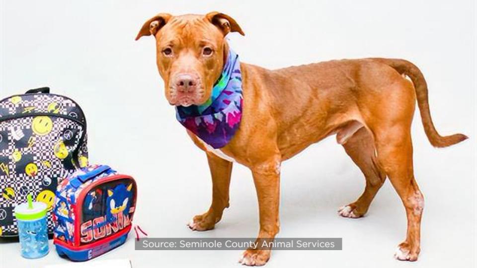 Seminole County Animal Services announced Friday that the shelter is over capacity and offering $5 dog adoptions to help make room.