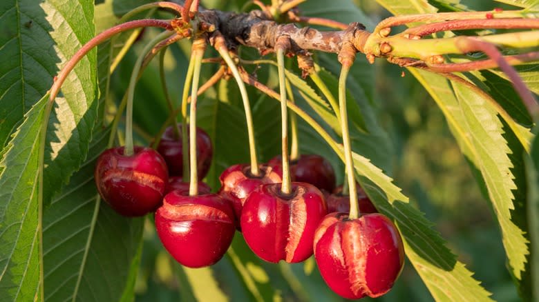 rotting cherries