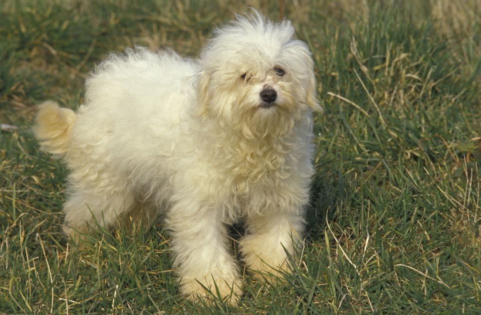 small dog breeds bolognese dog