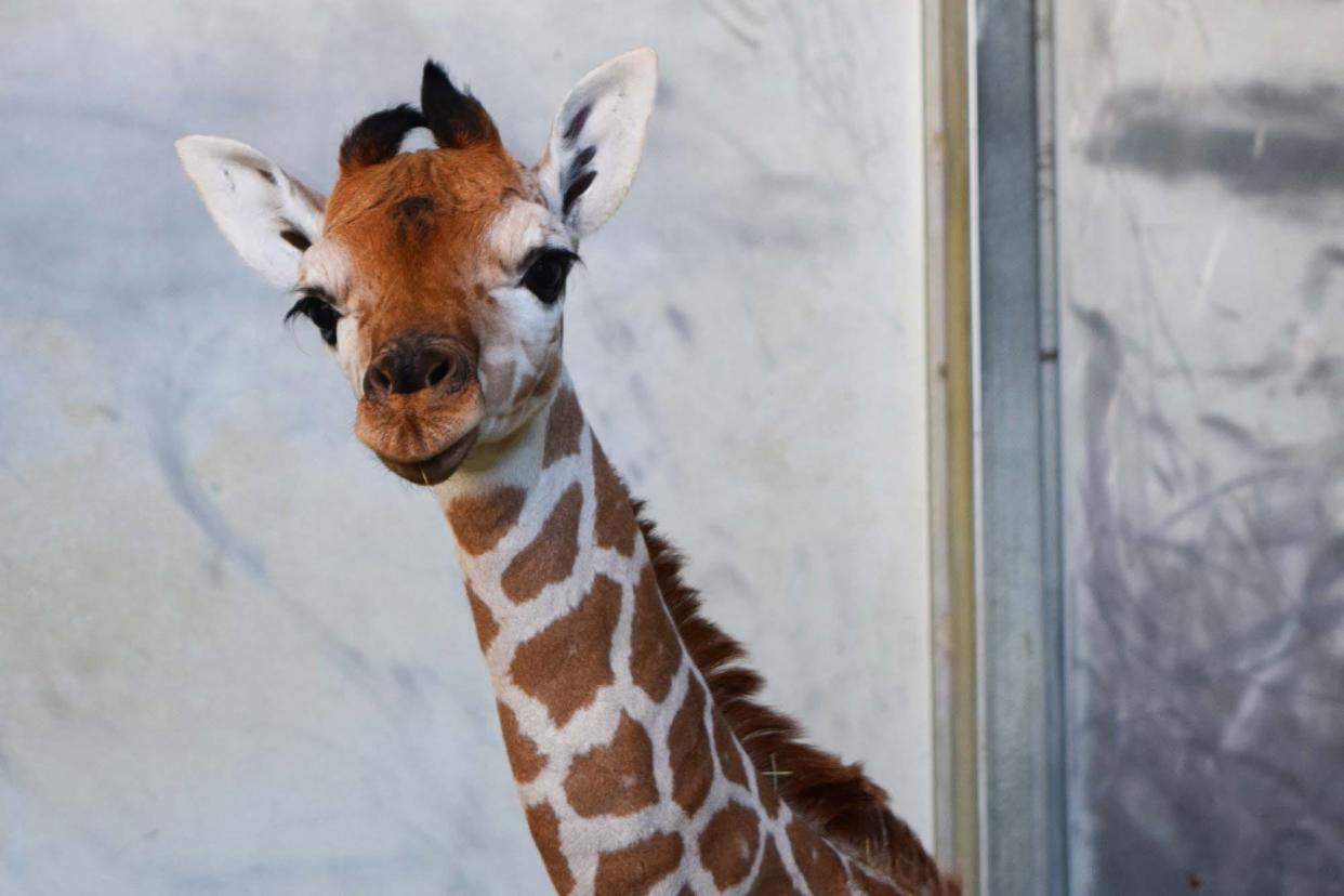 A giraffe calf born at The Living Desert in Palm Desert on Monday, February 21, 2022, is a girl. The calf, born to first-time parents Kelley and Shellie, had a well-baby exam Tuesday morning, Feb. 22, 2022, when the gender was determined, zoo officials said.