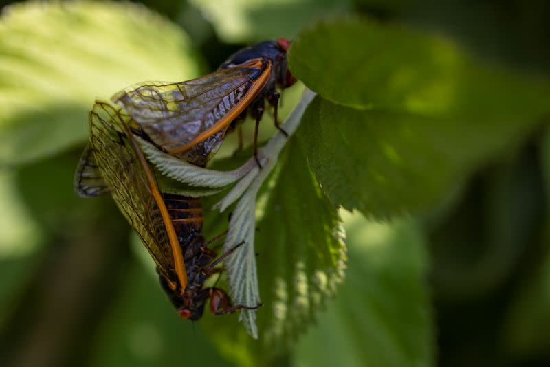 WIDER IMAGE-Acercarse a las cigarras para encontrar pistas sobre el cambio climático