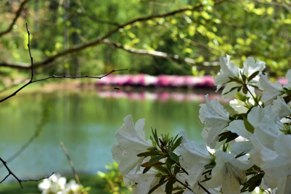 A white azalea overlooks the pond at Betty Montgomery's garden in Campobello SC, April 19, 2022