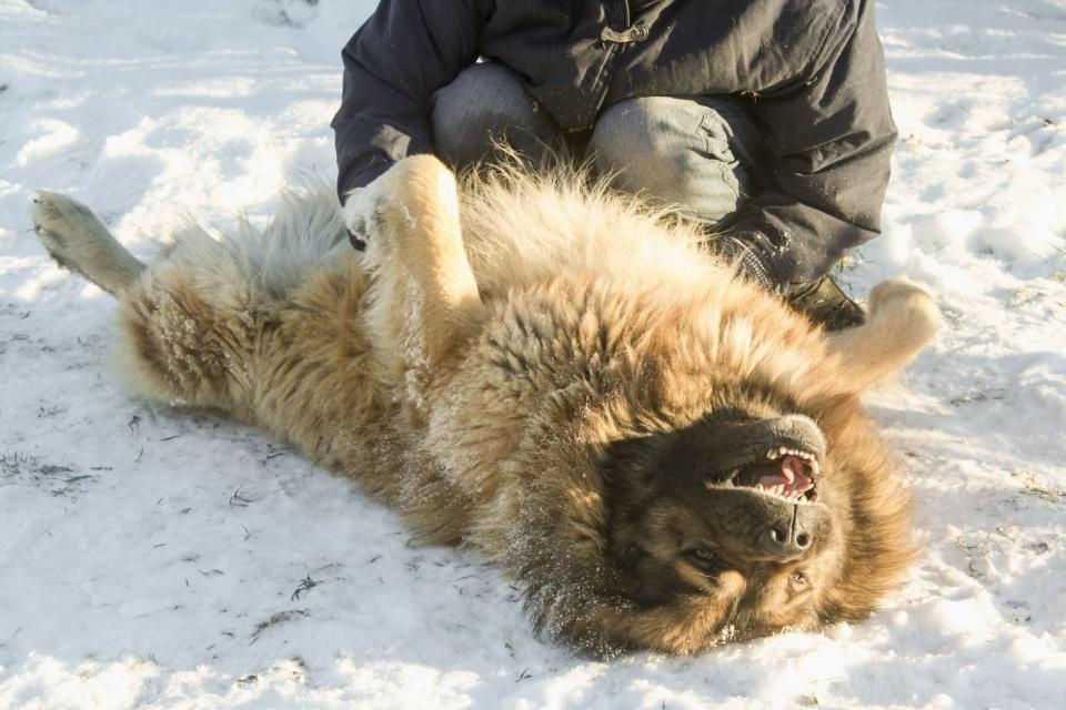 Kaukasischer Schäferhund Owtscharka