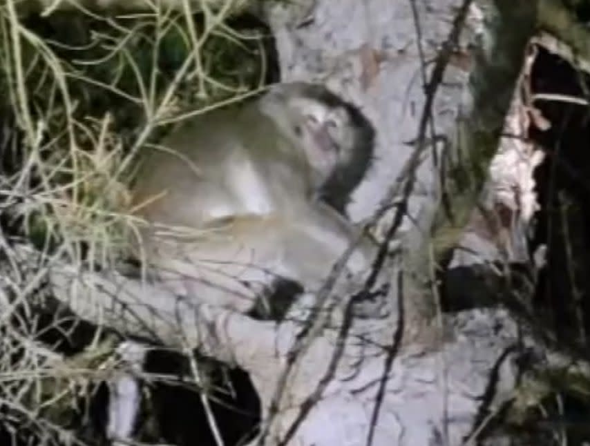 No one was hurt in the crash, but authorities said four monkeys managed to escape.