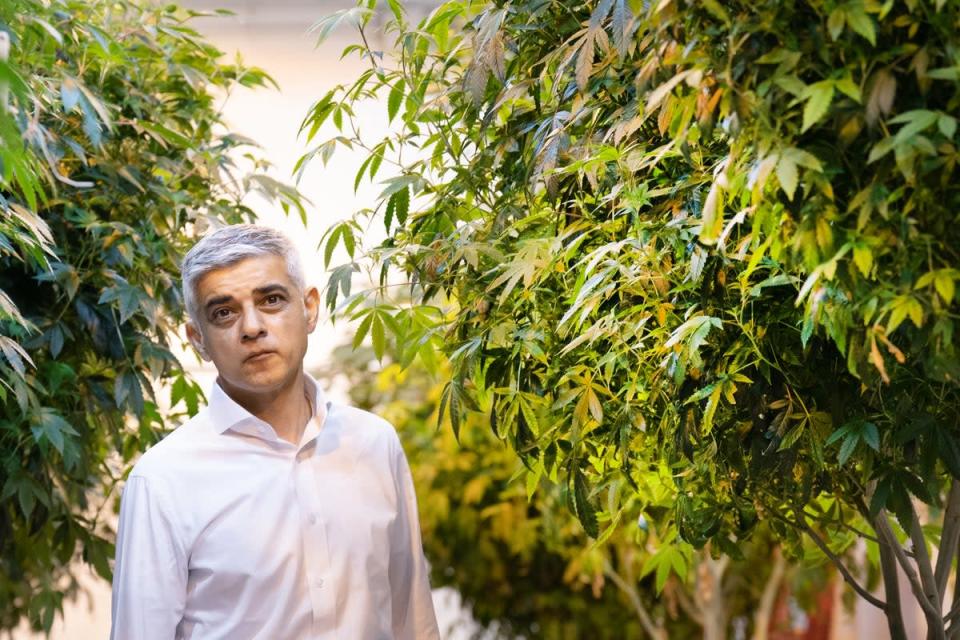 Sadiq Khan walks through cannabis plants which are being legally cultivated at a licensed factory in Los Angeles (Stefan Rousseau/PA) (PA Wire)