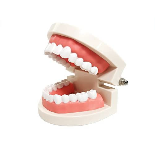 19) Standard Teeth Model