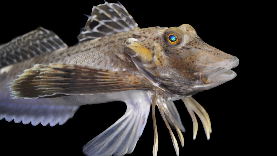 A species of anglerfish called Prionotus carolinus that the researchers studied used its feet to walk, dig, and probe the seafloor. - Anik Grearson