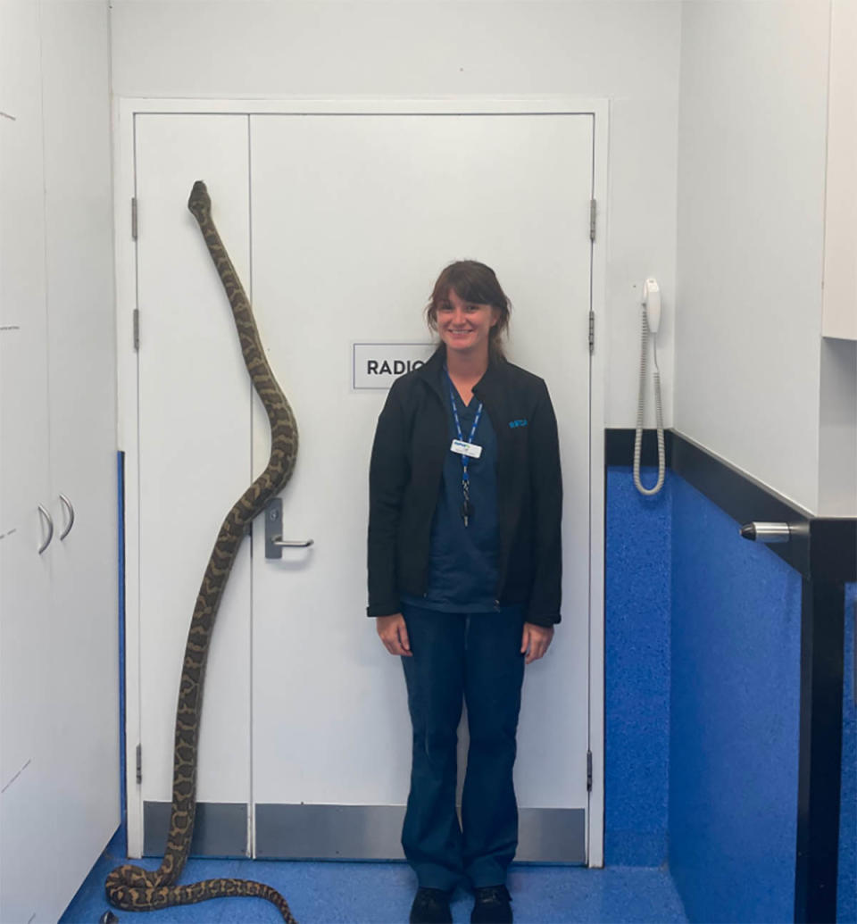 The giant carpet python posing next to a member of staff. Source: RSPCA Queensland