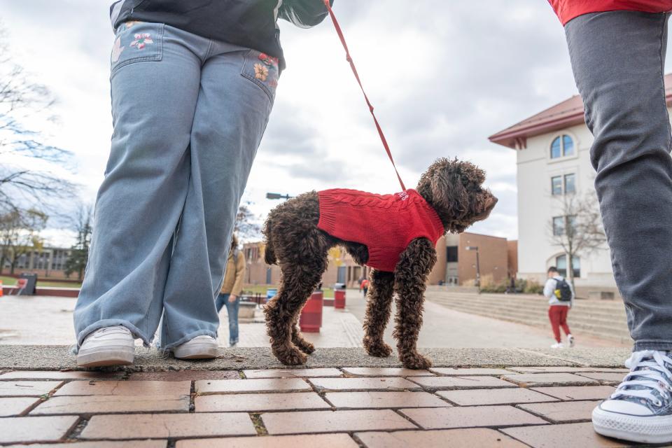 Pebbles, an emotional support dog, is greeted by students at Montclair State University in Montclair, NJ on Monday Nov. 27, 2023.