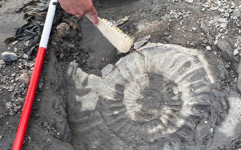 An ammonite found on Doniford Beach in Somerset