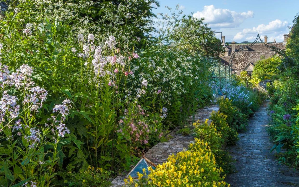 Corydalis lutea thrives in walls and pathways – wherever it is not wanted - Marianne Majerus