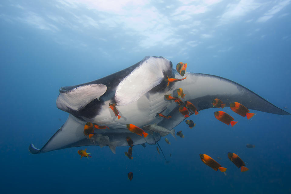 Manta ray with angelfish