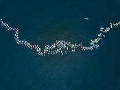 <p>Surfer im kalifornischen Huntington Beach zelebrieren einen „Paddle Out“: Sie formen einen Kreis auf dem Ozean und halten sich an den Händen. Dieses Ritual wird zum Andenken an verstorbene Surfer durchgeführt. Das „Paddle Out“ in Huntington stelle mit 511 Surfern einen neuen Rekord auf. (Bild: Pat Nolan/A-Frame/dpa) </p>