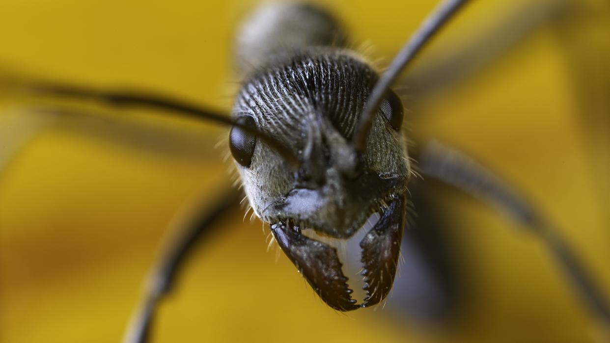  Ant closeup. 