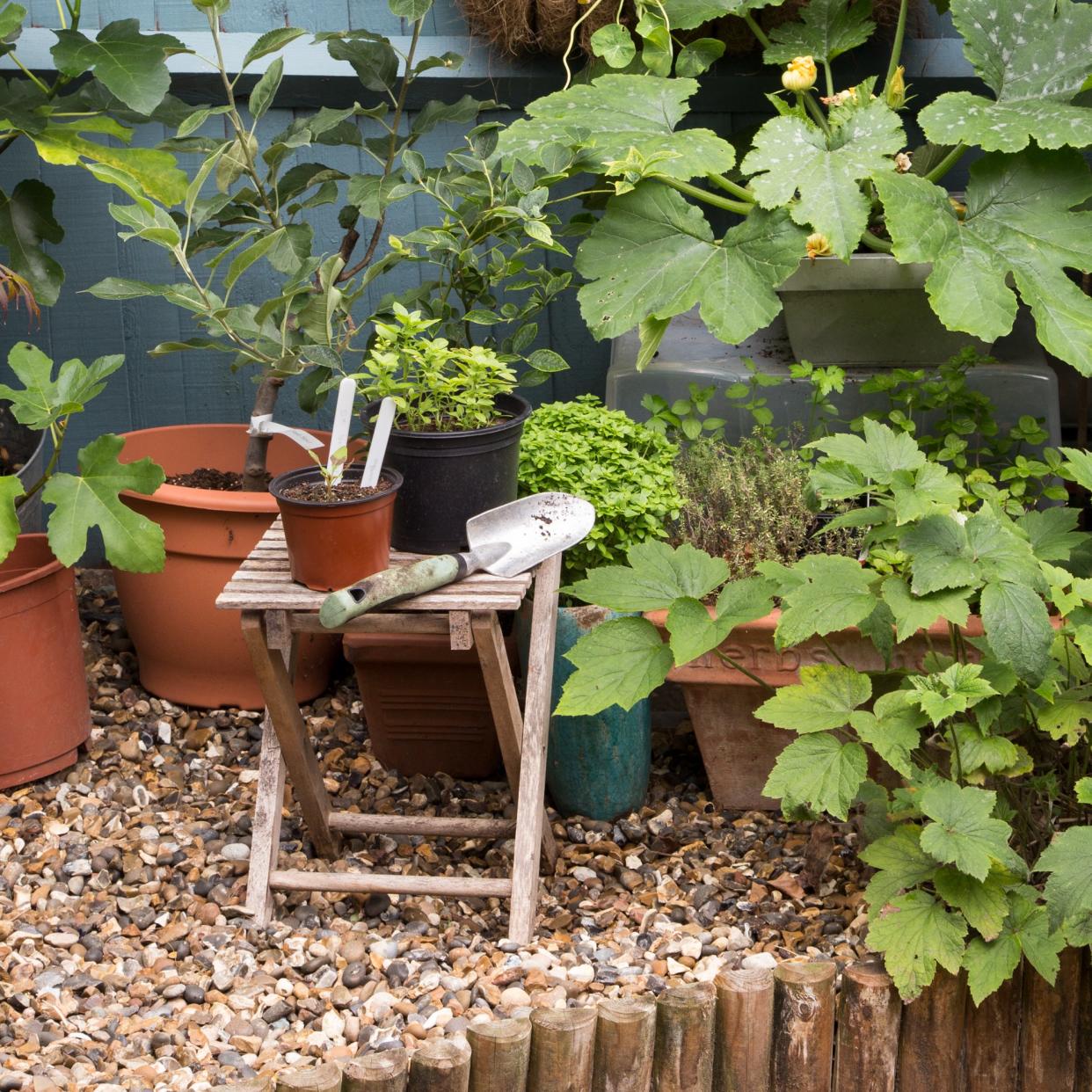  A garden with potted plants. 
