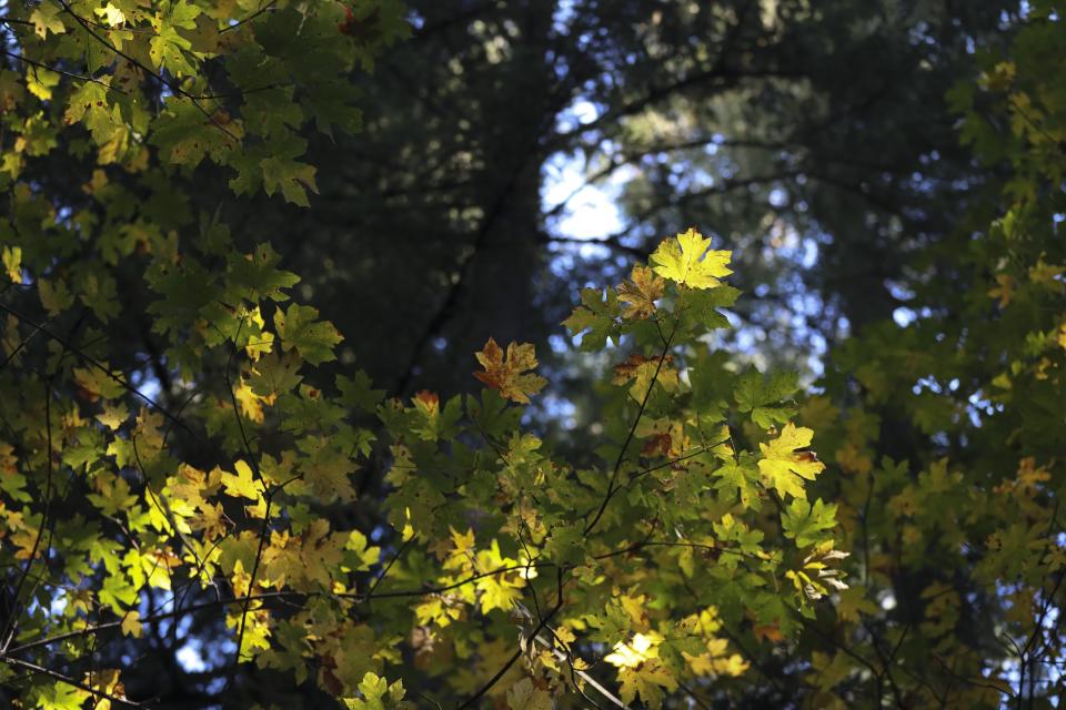 Light shines on leaves on a Big Leaf Maple tree in the Willamette National Forest, Ore., Friday, Oct. 27, 2023. Scientists are investigating what they say is a new, woefully underestimated threat to the world’s plants: climate change-driven extreme heat. (AP Photo/Amanda Loman)