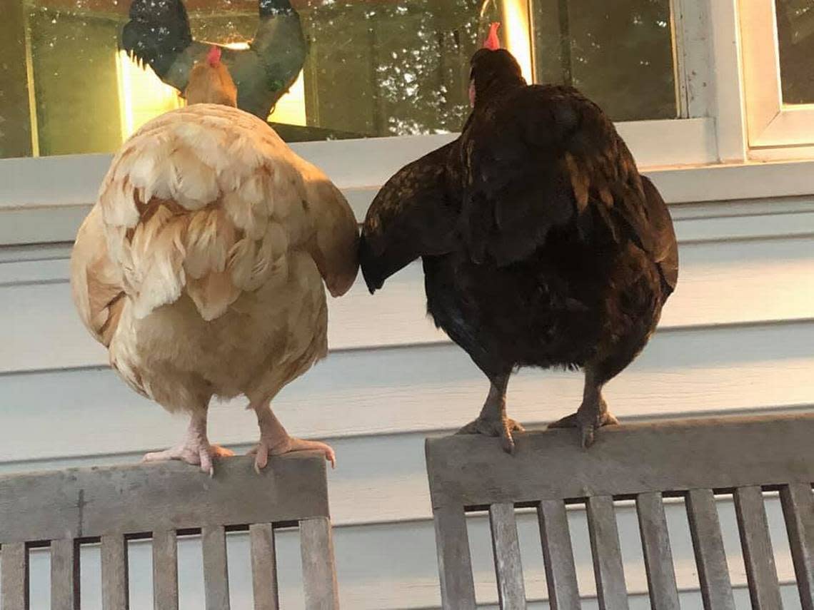 If you decide to keep backyard chickens, prepare for your heart to melt due to their humanlike qualities, including their unique personalities. Pictured here are my dearly departed Spivey and Slim Shady holding wings.