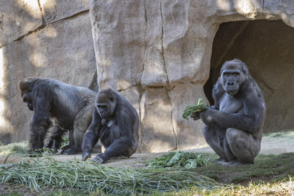 Members of the Gorilla Troop are seen in their habitat on Sunday, Jan. 10, 2021, at the San Diego Zoo Safari Park in Escondido, Calif. Several gorillas at the San Diego Zoo Safari Park have tested positive for the coronavirus in what is believed to be the first known cases among such primates in the United States and possibly the world. It appears the infection came from a member of the park's wildlife care team who also tested positive for the virus but has been asymptomatic and wore a mask at all times around the gorillas. (Ken Bohn/San Diego Zoo Safari Park via AP)