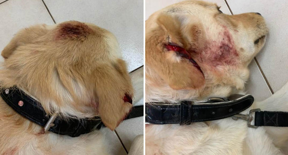 Photos of Toretto's head that was beaten and bloodied in attack in Burbank, Queensland.
