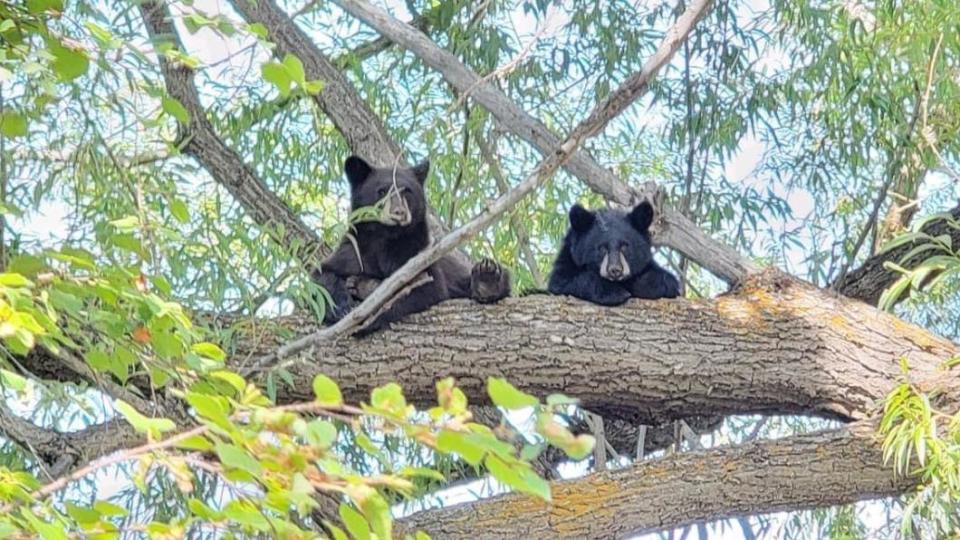 特柳賴德地區經常出現野生黑熊。（圖／翻攝自Twitter@CPW_SW）