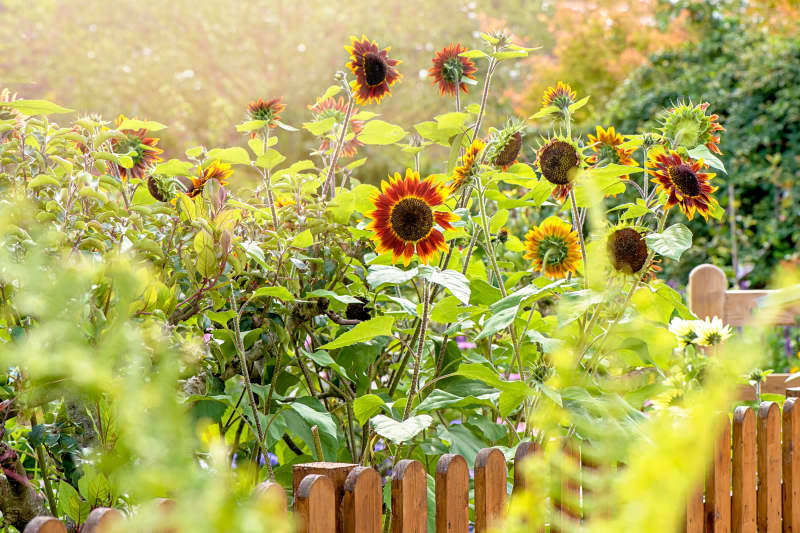 Beautiful summer sunflowers - Helianthus annus behind a garden fence in soft sunshine