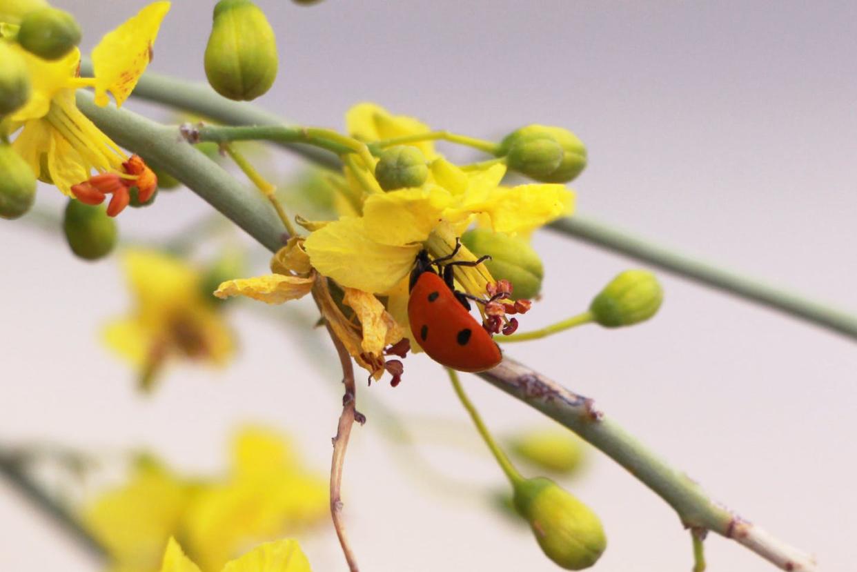 <span class="caption">A ladybug crawls on a paloverde flower in Joshua Tree National Park, California.</span> <span class="attribution"><a class="link " href="https://flic.kr/p/FgzfKM" rel="nofollow noopener" target="_blank" data-ylk="slk:Hannah Schwalbe, NPS/Flickr;elm:context_link;itc:0;sec:content-canvas">Hannah Schwalbe, NPS/Flickr</a></span>
