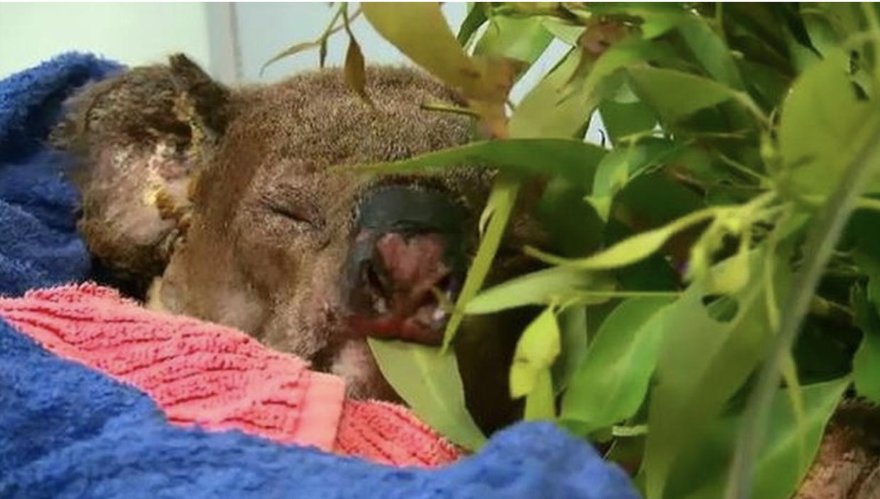 Vets have made the decision to euthanise the koala. Source: Nine News