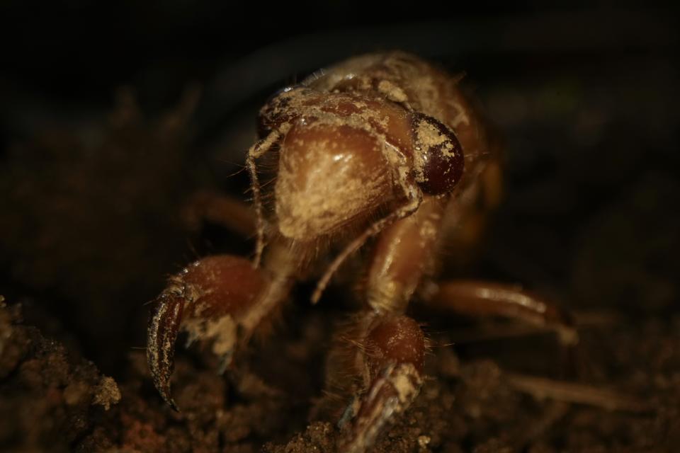 A dirt-dusted periodical cicada nymph wiggles its forelimbs in Macon, Ga., on Thursday, March 28, 2024. This periodical cicada nymph was found while digging holes for rosebushes. (AP Photo/Carolyn Kaster)