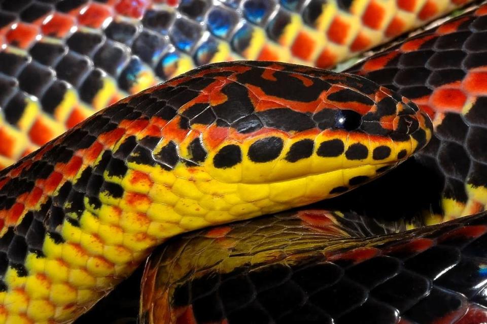 The vibrant Rainbow snake dwells in moving water and only eats American eels.
