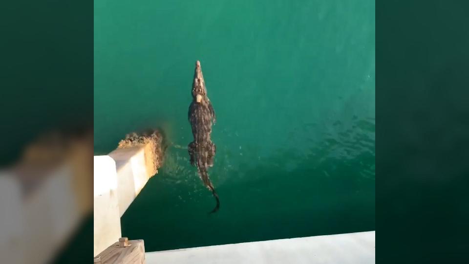 Crocodile spotted in the water off of Pompano Beach, Florida on Monday, Sept. 18, 2023.