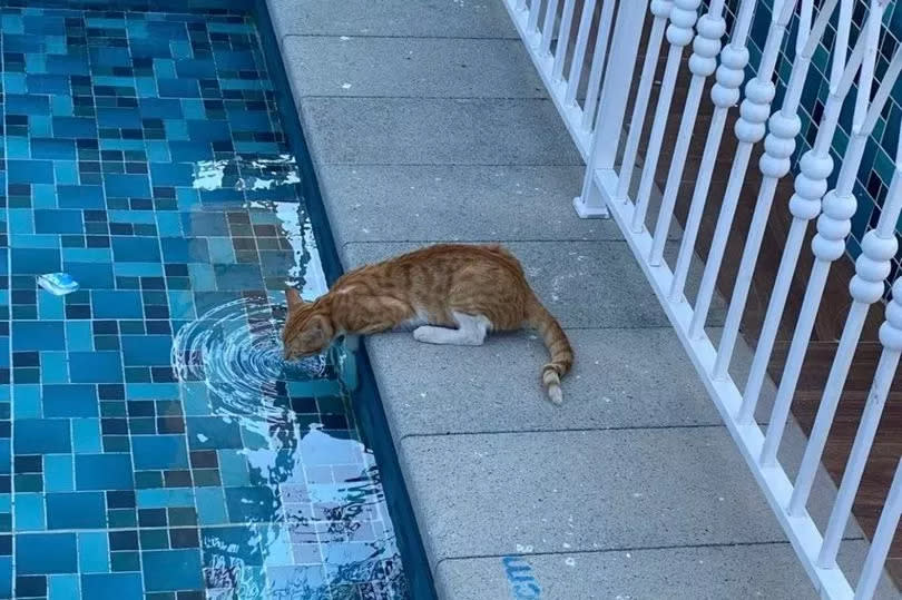 Holly saw cats drinking water from the swimming pool at the hotel