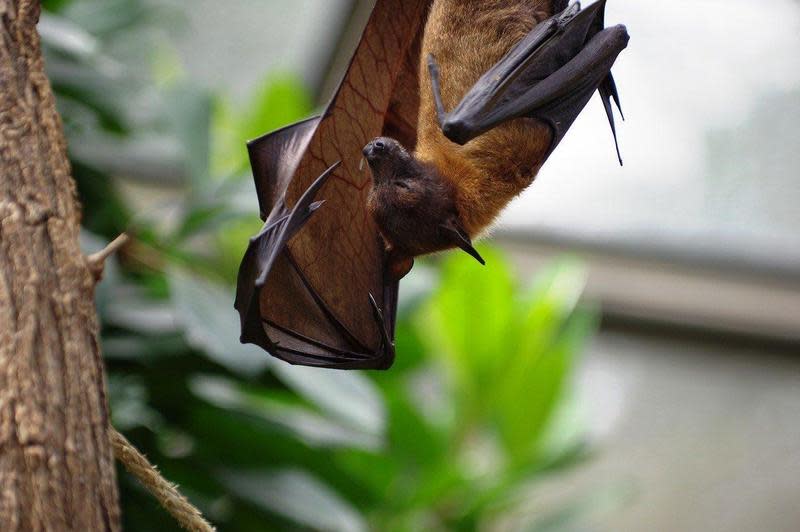美國俄亥俄州立大學近日發表最新研究，發現蝙蝠在生病時會保持社交距離。（Pixbay）