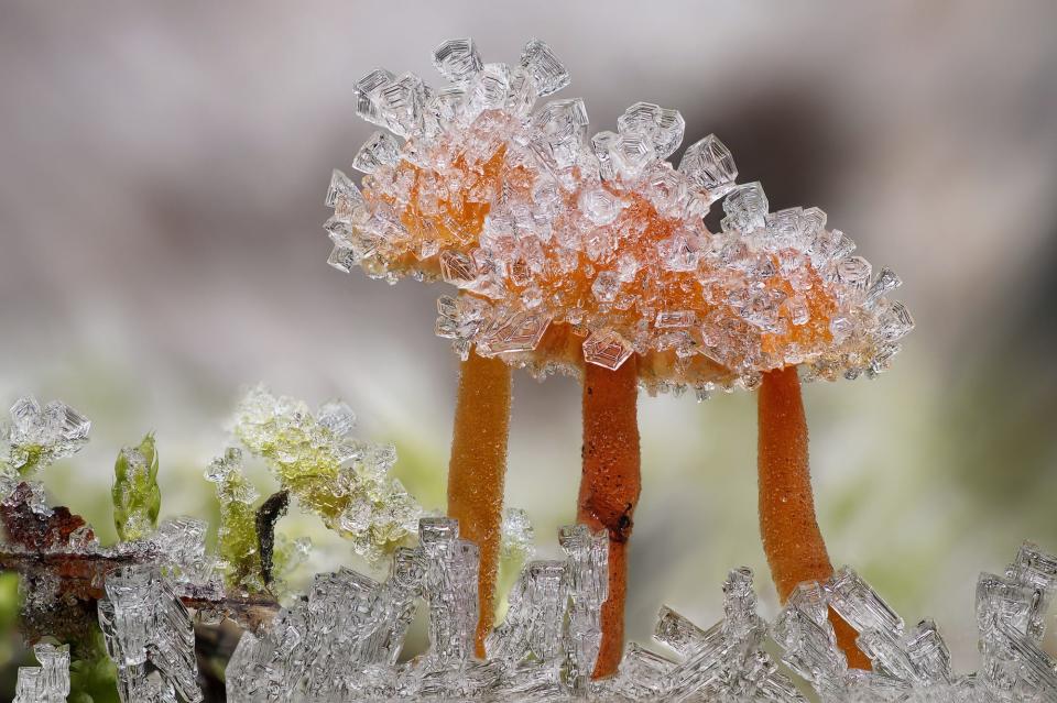 © Alexander Mett Mushrooms in Ice CUPOTY