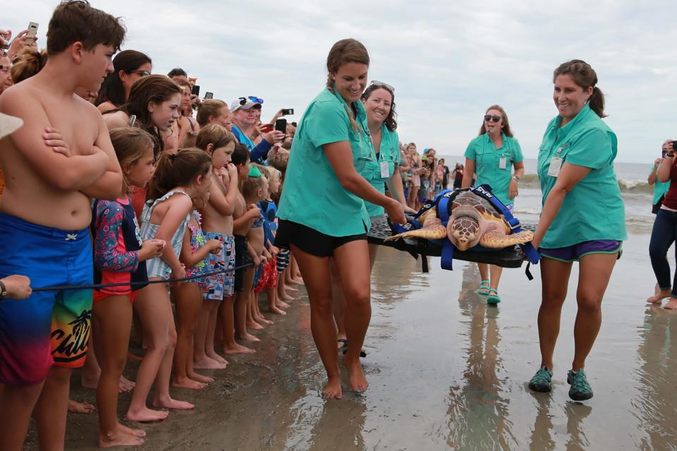 Allie Wiliford, Beth Palmer and Chantal Audran walk Addy around so visitors can say farewell before Addy is released into the ocean Wednesday afternoon on Tybee Island. Three years ago Addy was found along with five nestmates in a trash can in a bathtub at the Admiral Inn on Tybee.