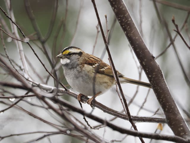 <p>Christopher Laszlo Bonis/Getty Images</p> The white-throated sparrow will be seen in the Southeast this winter.