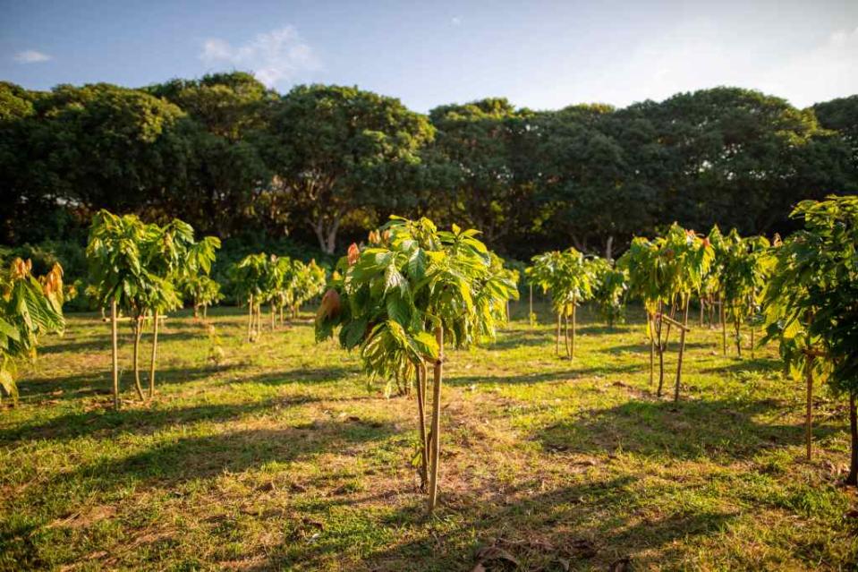 Cacao swollen shoot virus disease is spread by mealybugs that feed on the plant. Pornthiwa – stock.adobe.com