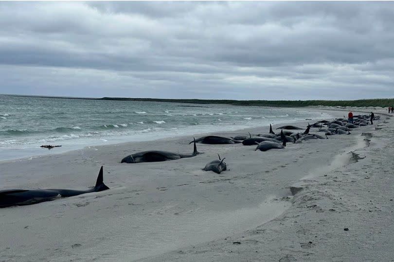 The whales are stranded on the isle of Sanday in Orkney