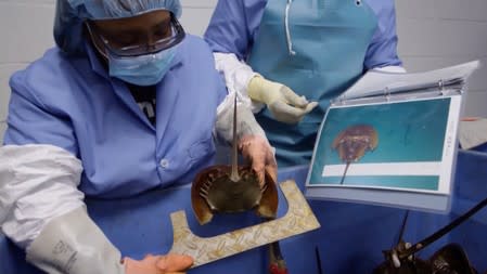 Technicians check the size of a horseshoe crab at a Lonza biotech facility on Maryland's Eastern shore