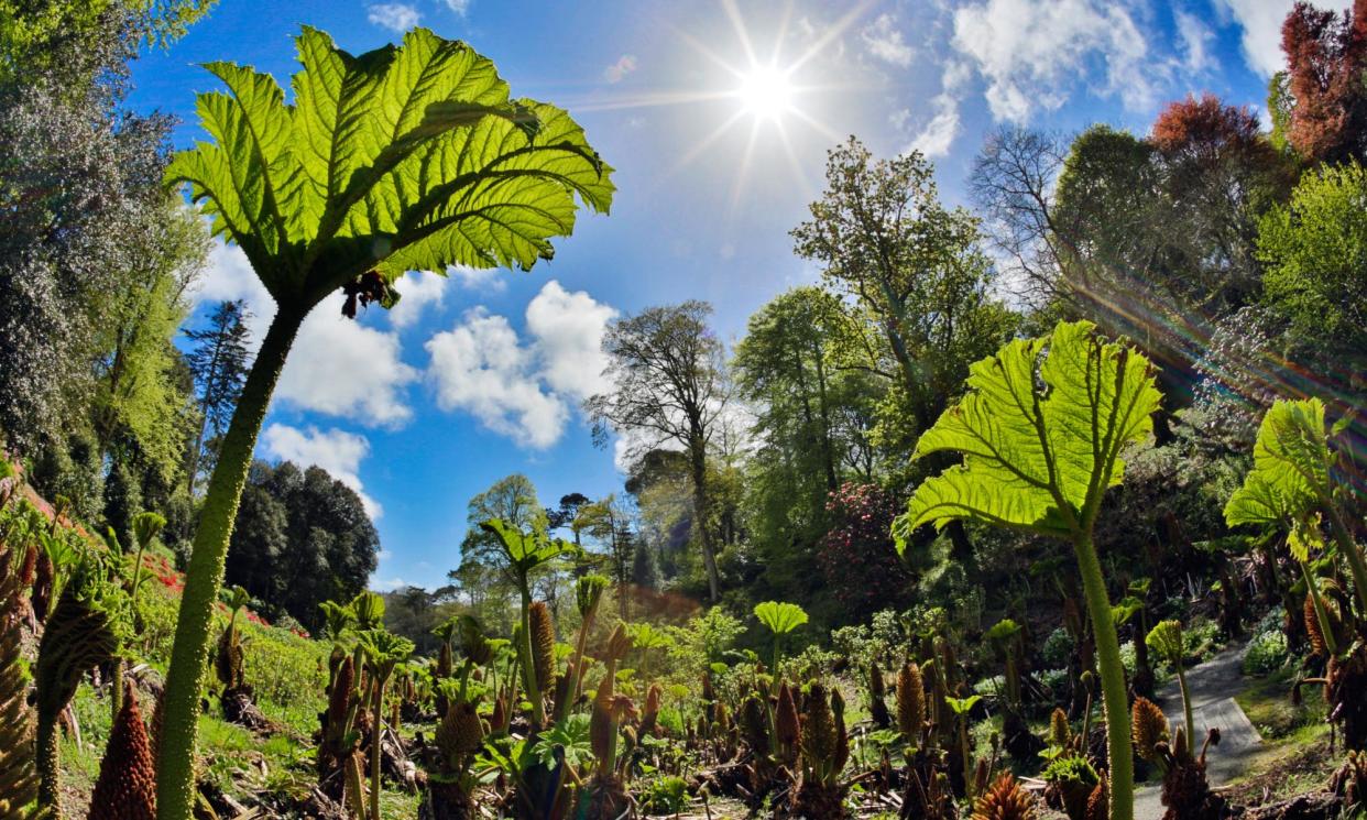 <span>Botanical wonderland: the mild climate at Trebah Garden in Cornwall allows tropical species to thrive.</span><span>Photograph: David Chapman/Alamy</span>