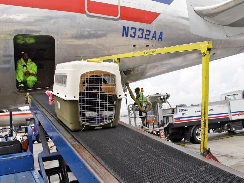 Dog being unloaded after flight