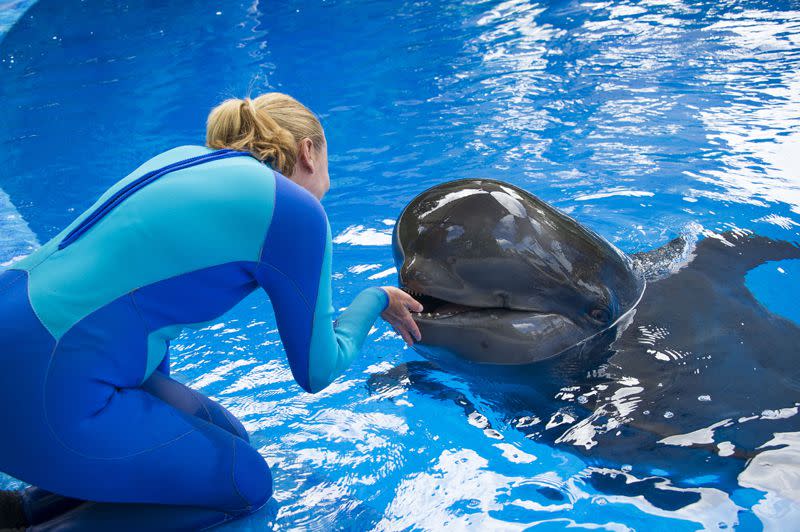 A rescued pilot whale named Ava continues her road to recovery while under the watchful eye of the animal care team at SeaWorld Orlando.