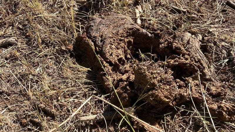 One of many cow pies. It was nearly impossible to avoid stepping in the cattle evidence left behind.