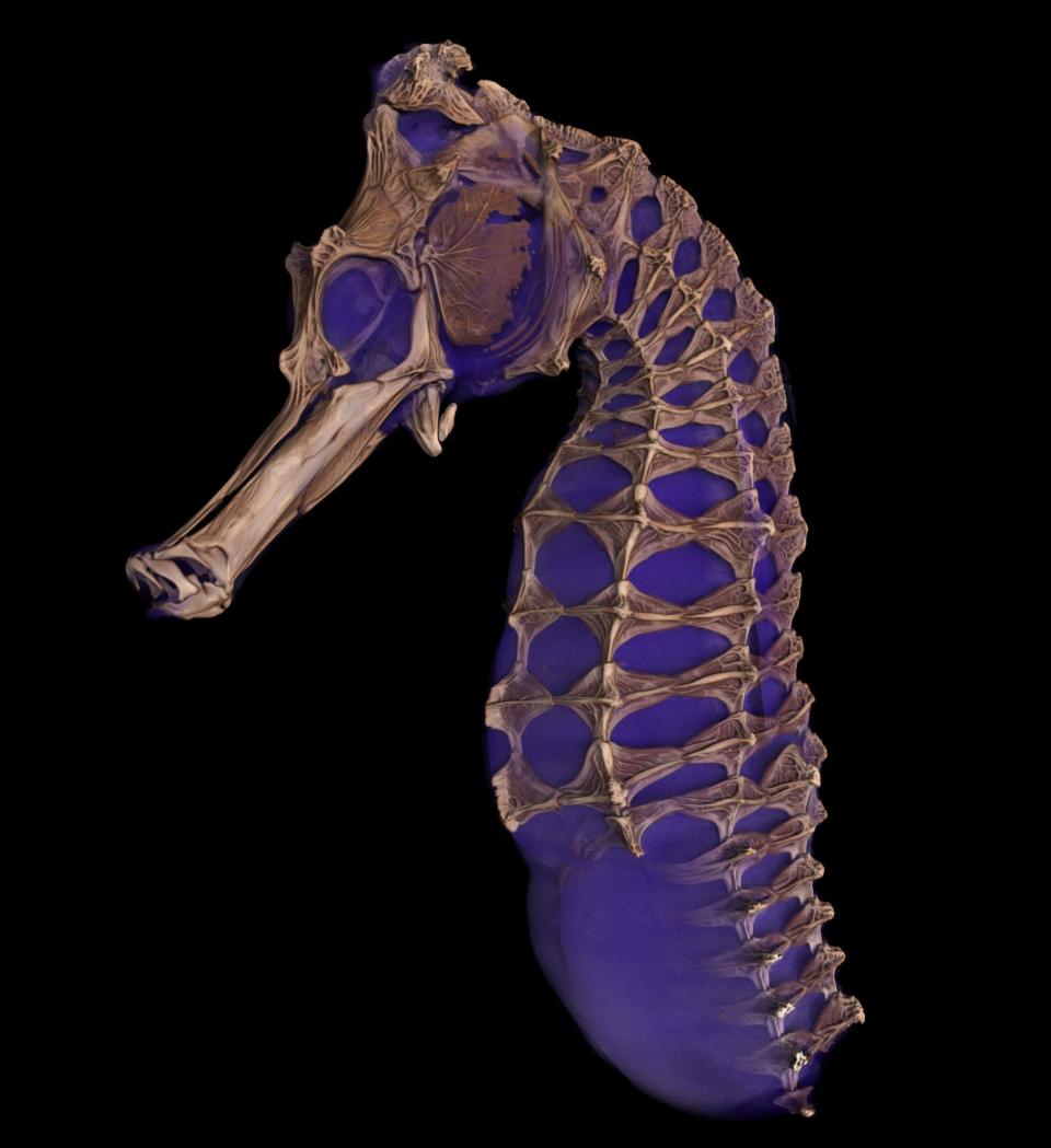 CT scan seahorse