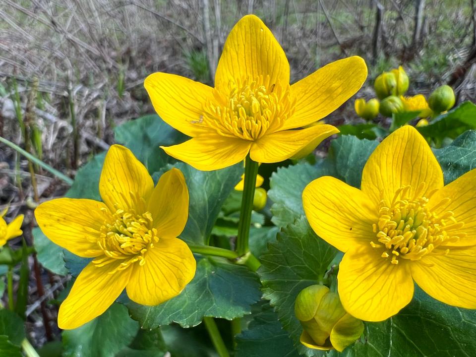 A closeup of Marsh Marigolds