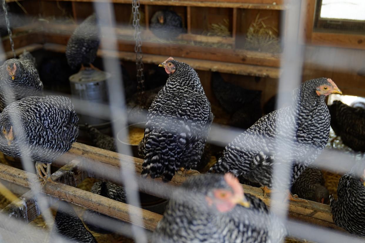 Barred Rock chickens roost in their coop Tuesday, Jan. 10, 2023, at Historic Wagner Farm in Glenview, Ill. Anyone going to buy a dozen eggs these days will have to be ready to pay up. That's because a lingering bird flu outbreak, combined with soaring feed, fuel and labor costs, has led to prices more than doubling over the past year. (AP Photo/Erin Hooley)