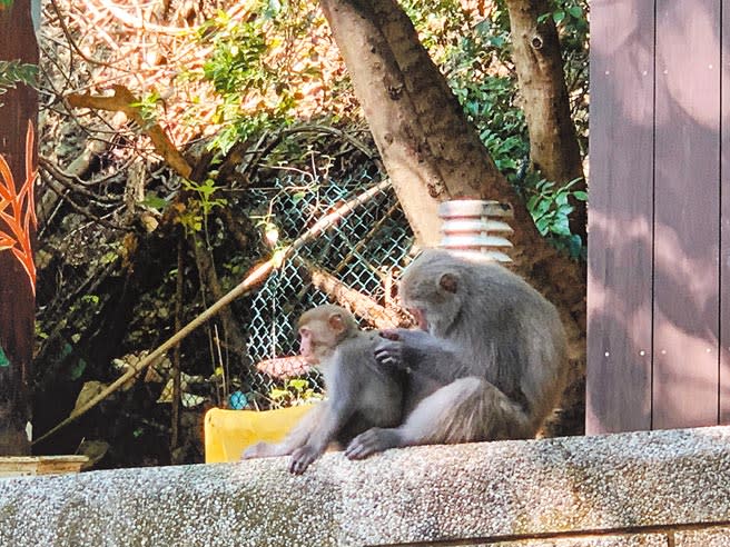 台灣獼猴不當飼養數量，高雄居全國之冠，高市府允研議加強生命教育。（柯宗緯攝）