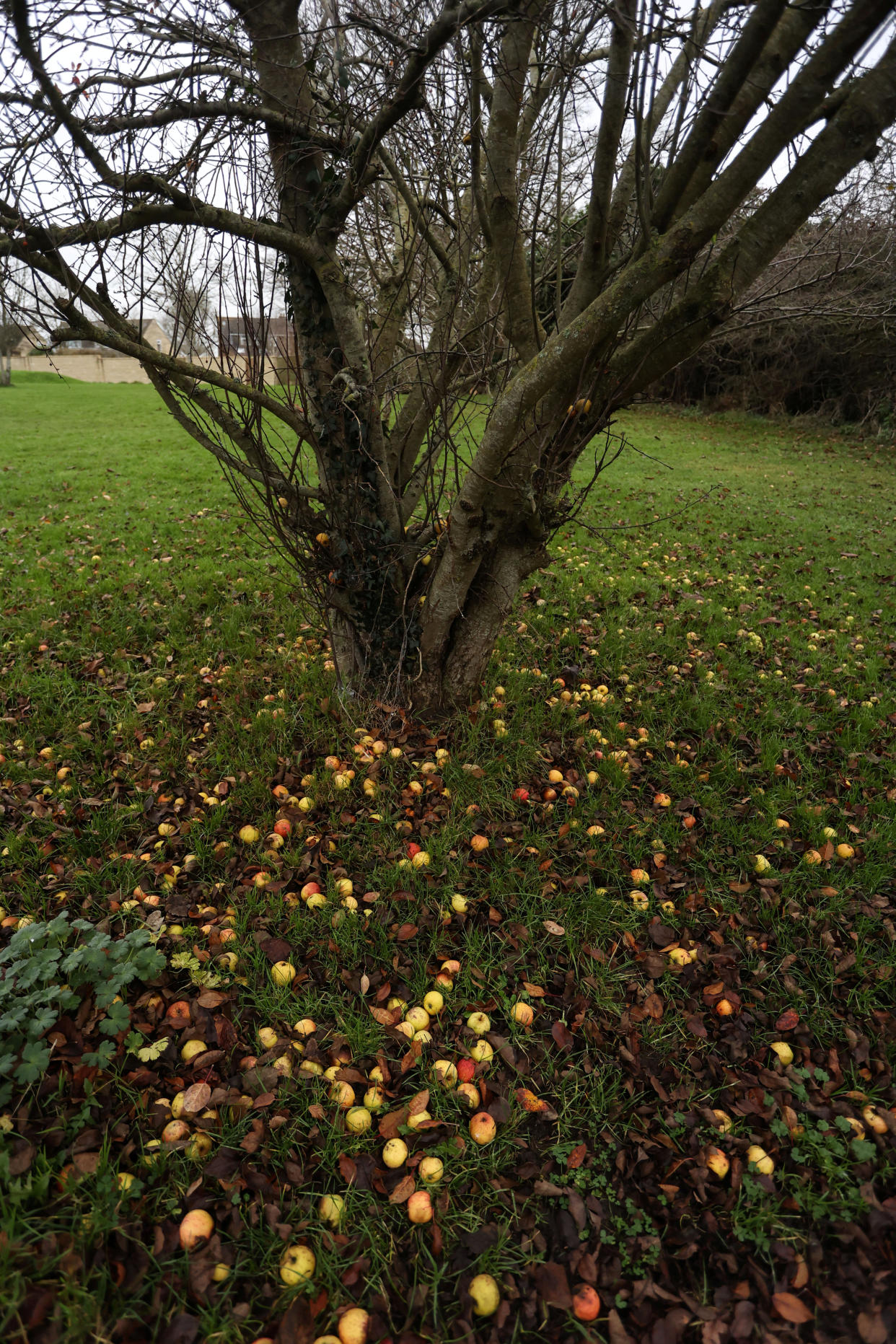 Westwood Parish Council want to cut down four of Westwood Parkâ€™s apple trees because the fruit which falls to the ground is a - ''tripping hazard''. Westwood, Wiltshire. 20 December 2021.  See SWNS story SWBRapples. Residents say a council has launched ''ludicrous'' plans to chop down four apple trees - because the fruit which falls to the ground is a - ''TRIPPING hazard''.  The large trees have sat in the heart of Westwood in Wiltshire for over 30 years and the apples are eaten by locals who also use them to make cider and jam. But four of the five trees have now been earmarked to be cut down after the fallen fruit was deemed a health and safety risk. Nearly 200 people have signed a petition against the proposals with organisers saying the trees face the chop because the fruit was deemed a tripping risk.  